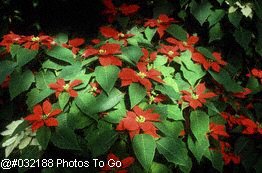Poinsettias